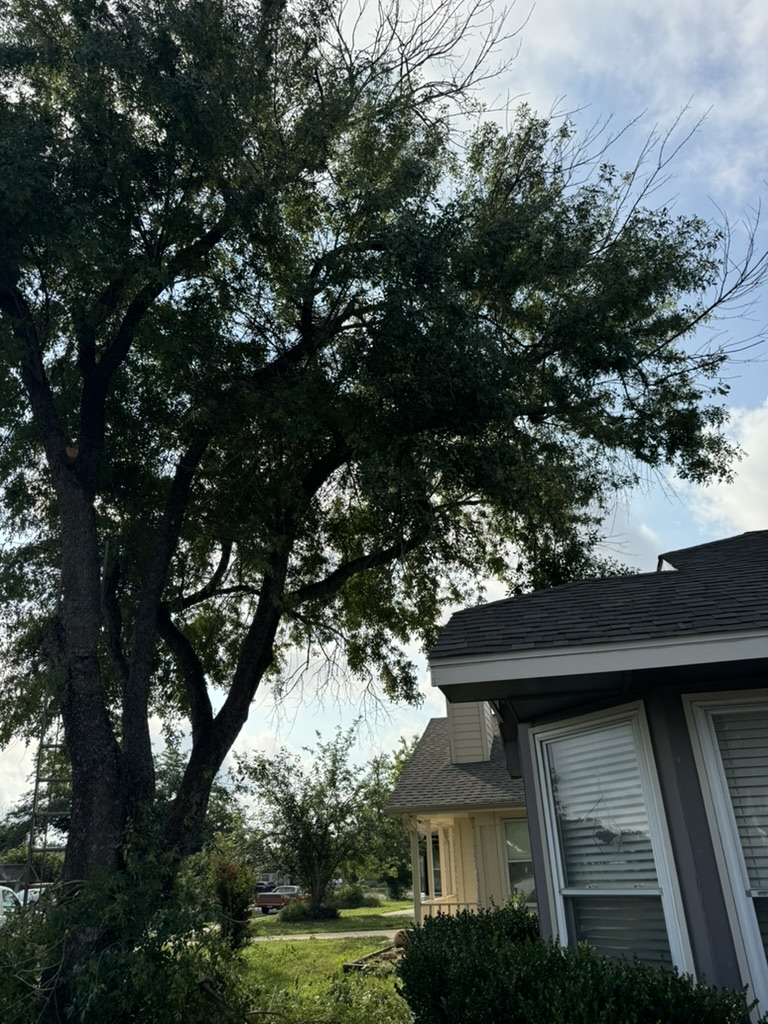 Large residential front-yard tree before canopy trimming
